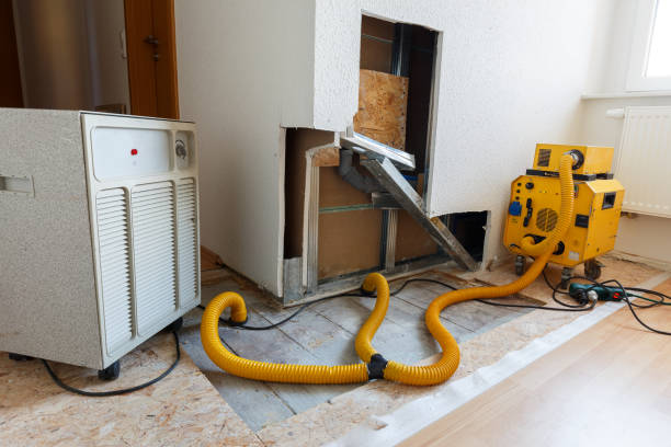 Best Basement Mold Removal  in Donna, TX