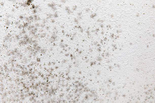Best Mold Odor Removal Services  in Donna, TX