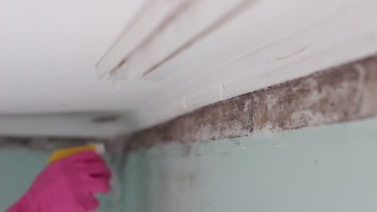 Mold Odor Removal Services in Donna, TX